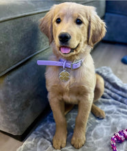 Load image into Gallery viewer, 4 Leaf Clover Pet Tag