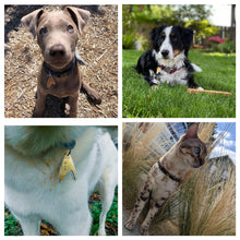 Load image into Gallery viewer, Starfleet Insignia Pet Tag