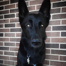 Load image into Gallery viewer, Bowie Lightning Bolt Pet Tag