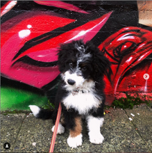 Load image into Gallery viewer, Diamond Pet Tag