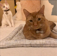 Load image into Gallery viewer, Diamond Pet Tag