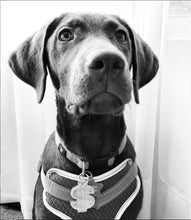 Load image into Gallery viewer, Dollar Sign Pet Tag