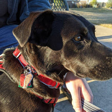 Load image into Gallery viewer, Pepper Pet Tag
