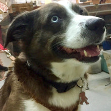 Load image into Gallery viewer, Sasquatch, Bigfoot Pet Tag