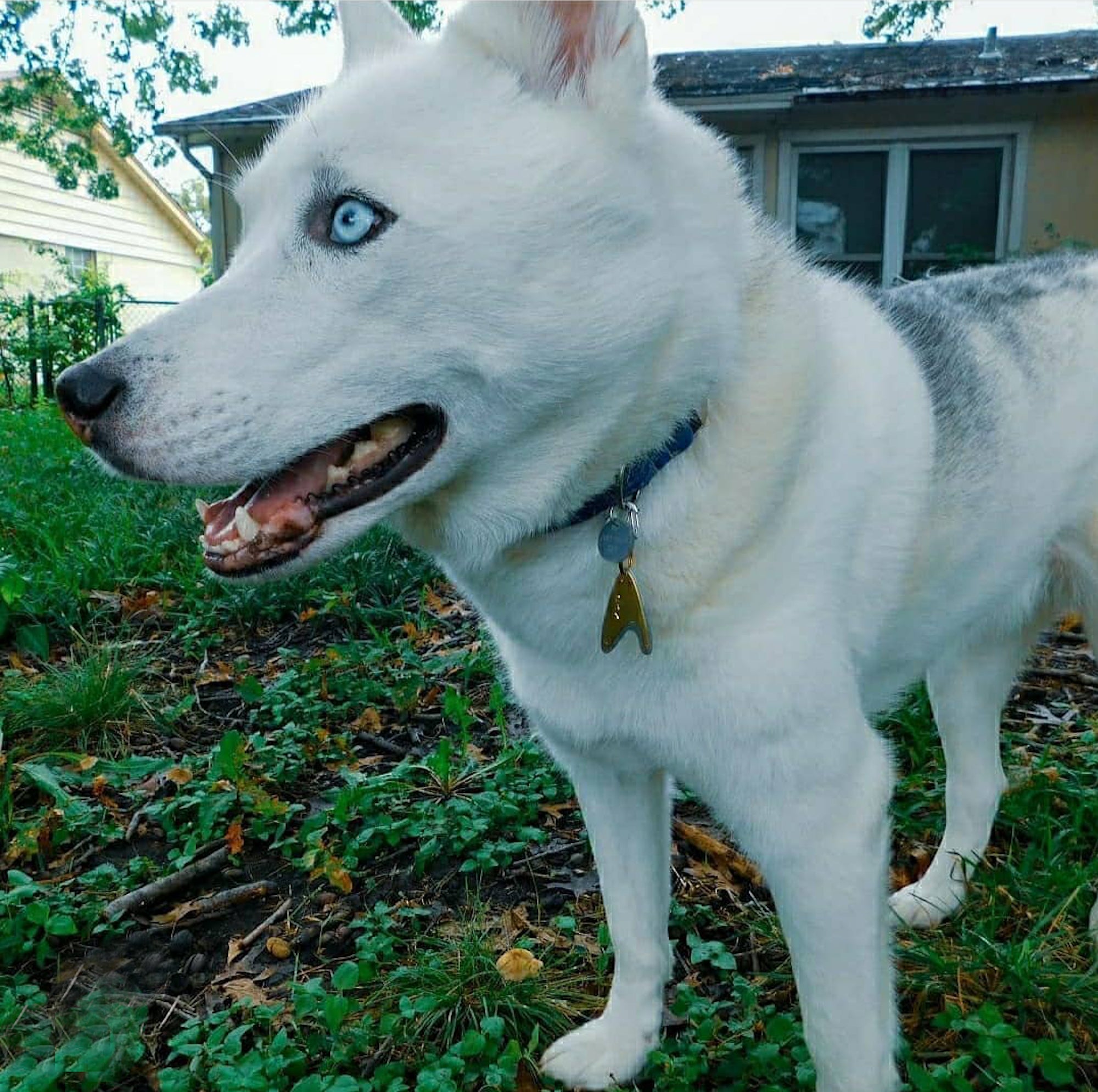 Star trek pet tag deals